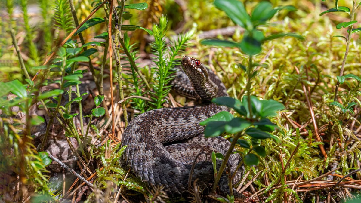 An European adder coiled on the forest floor in Mustjõe, Estonia during summer.